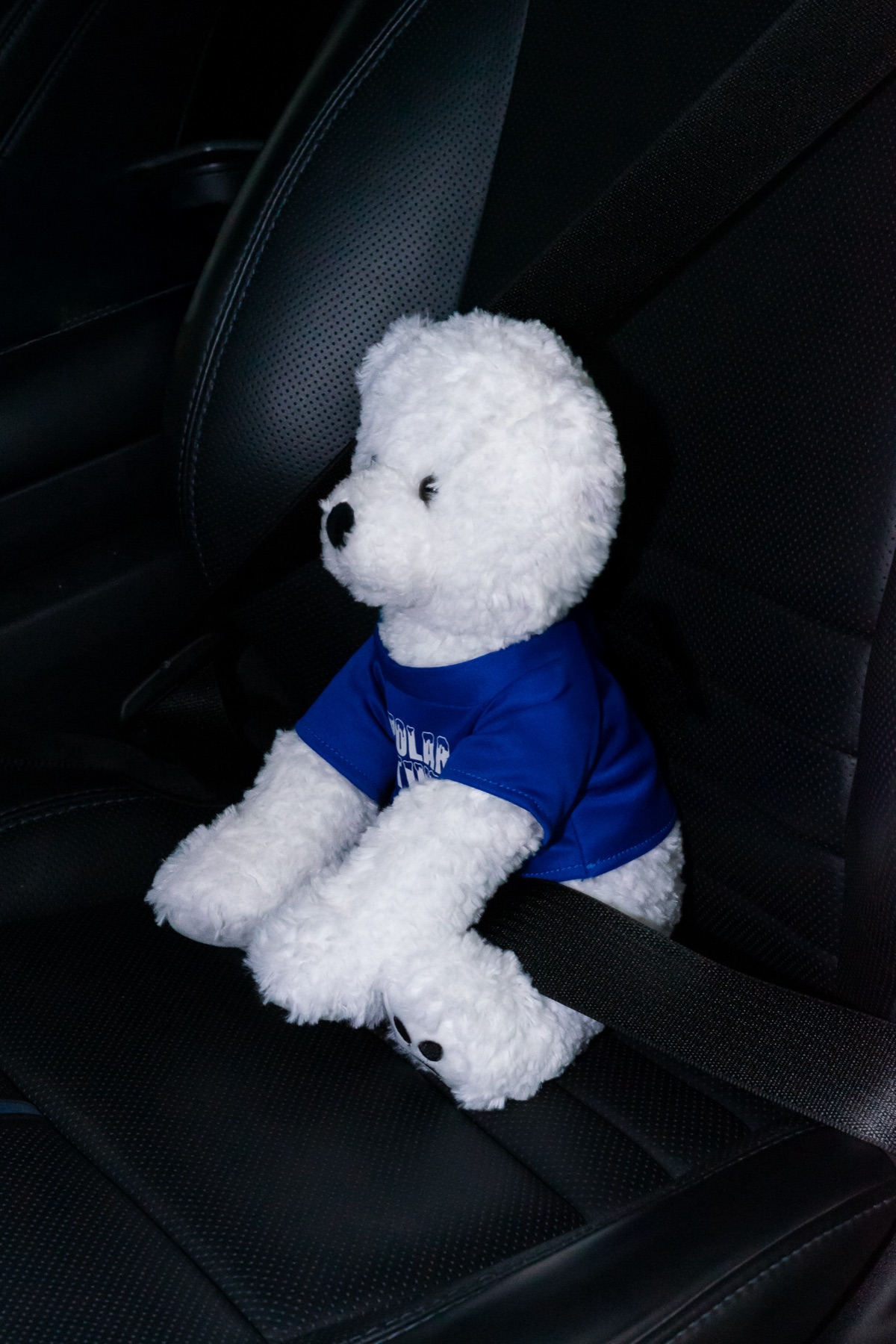 Snowball the Polar Tint mascot riding along, buckled into a vehicle