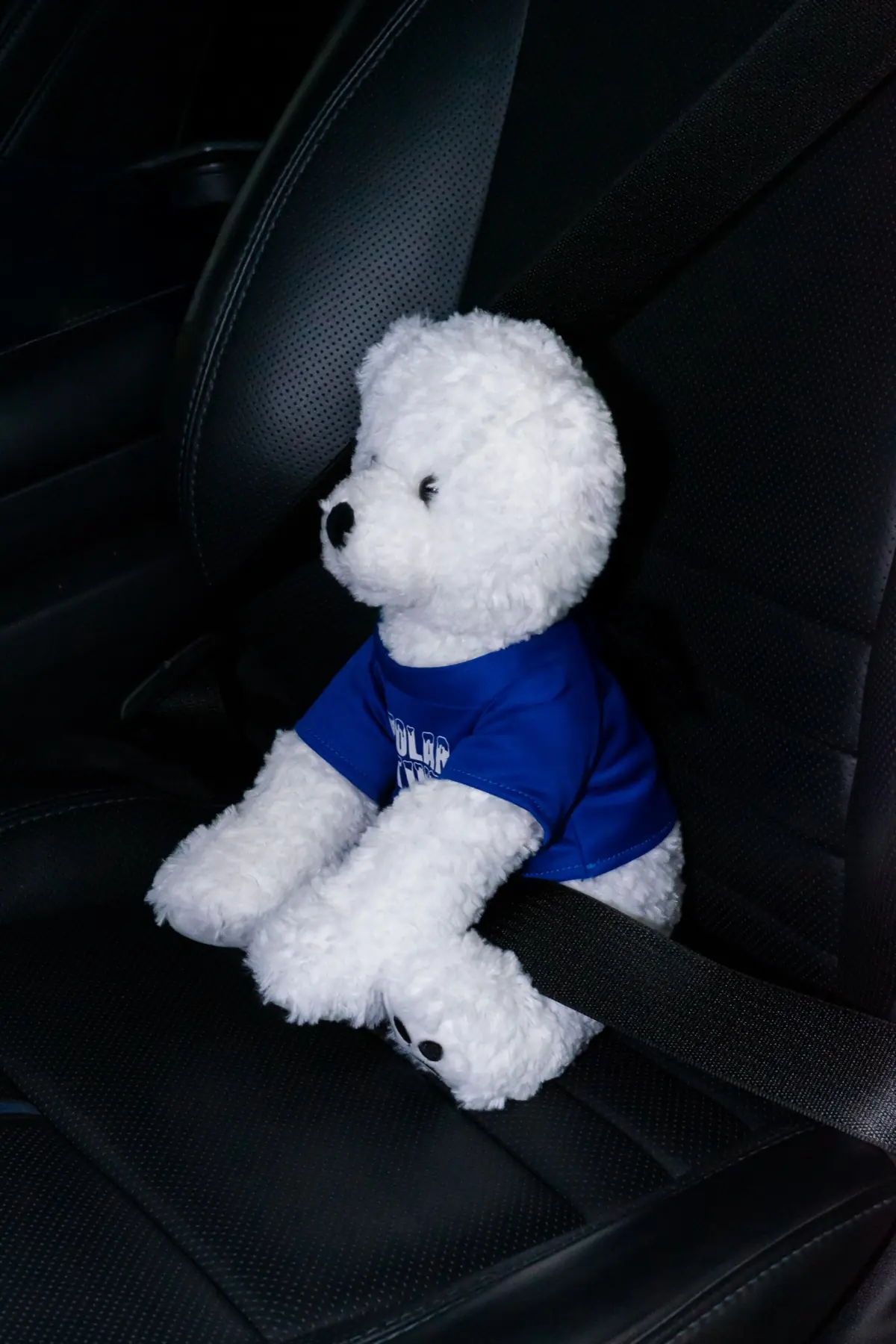 Snowball the Polar Tint mascot riding along, buckled into a vehicle
